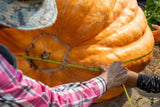 10 Dill's ATLANTIC GIANT PUMPKIN Up to 2000 lb Cucurbita Vegetable Seeds