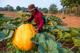 10 Dill's ATLANTIC GIANT PUMPKIN Up to 2000 lb Cucurbita Vegetable Seeds