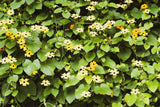25 MIXED THUNBERGIA Alata VINE Black Eyed Susan Orange White Yellow Flower Seeds