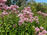 50 Pink JOE PYE WEED Eupatorium Maculatum Flower Seeds