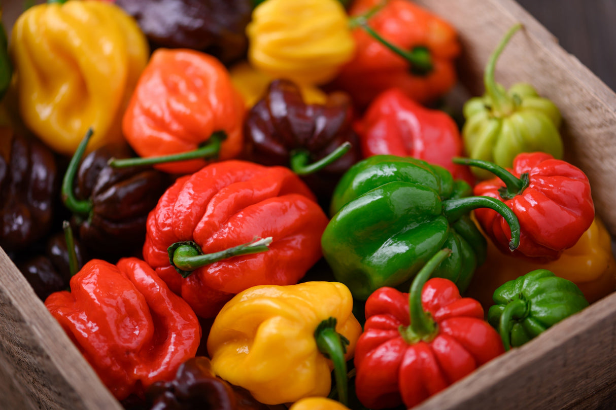 50 Mixed HOT HABANERO PEPPER Red Orange White Brown Mix Capsicum Chinense Seeds