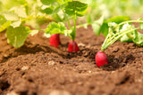 250 RED Arrow SPROUTING RADISH MiniGreen Daikon Raphanus Sativus Vegetable Seeds