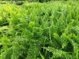 1500 Western SWORD FERN Giant Holly Swordfern Polystichum Munitum Aspidium Solitarium Spores Seeds
