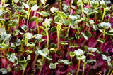 250 RED Arrow SPROUTING RADISH MiniGreen Daikon Raphanus Sativus Vegetable Seeds