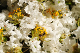 35 WHITE CREPE MYRTLE Lagerstroemia Indica Flowering Shrub Bush Small Tree Seeds