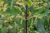 200 STINGING NETTLE Urtica Dioica (aka Common, California, or Bull Nettle / Tread Softly) Flower Seeds