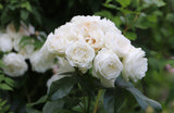 5 WHITE ROSE Rosa Bush Shrub Perennial Flower Seeds