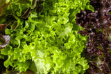 3000 Black Seeded Simpson LEAF LETTUCE Lactuca Sativa Vegetable Seeds