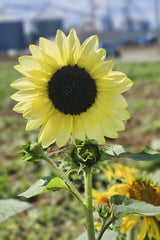 50 VANILLA ICE SUNFLOWER Two Tone Light Yellow Helianthus Annuus Flower Seeds