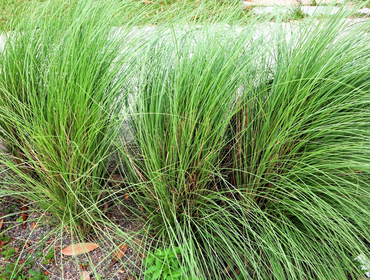 100 PURPLE LOVEGRASS Eragrostis Spectabilis Native Love Grass Flower Seeds