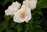 10 WHITE JAPANESE ROSE Rosa Rugosa Alba Bush Rugosa Rose Flower Seeds