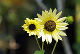 50 VANILLA ICE SUNFLOWER Two Tone Light Yellow Helianthus Annuus Flower Seeds