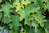 40 White OAK LEAF HYDRANGEA Quercifolia Shrub Flower Seeds
