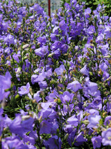 500 TELHAM BEAUTY BELLFLOWER Blue Peach Leaved Campanula Persicifolia Flower Seeds