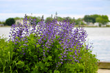 50 BLUE WILD INDIGO (False Indigo) Baptisia Australis Flower Seeds