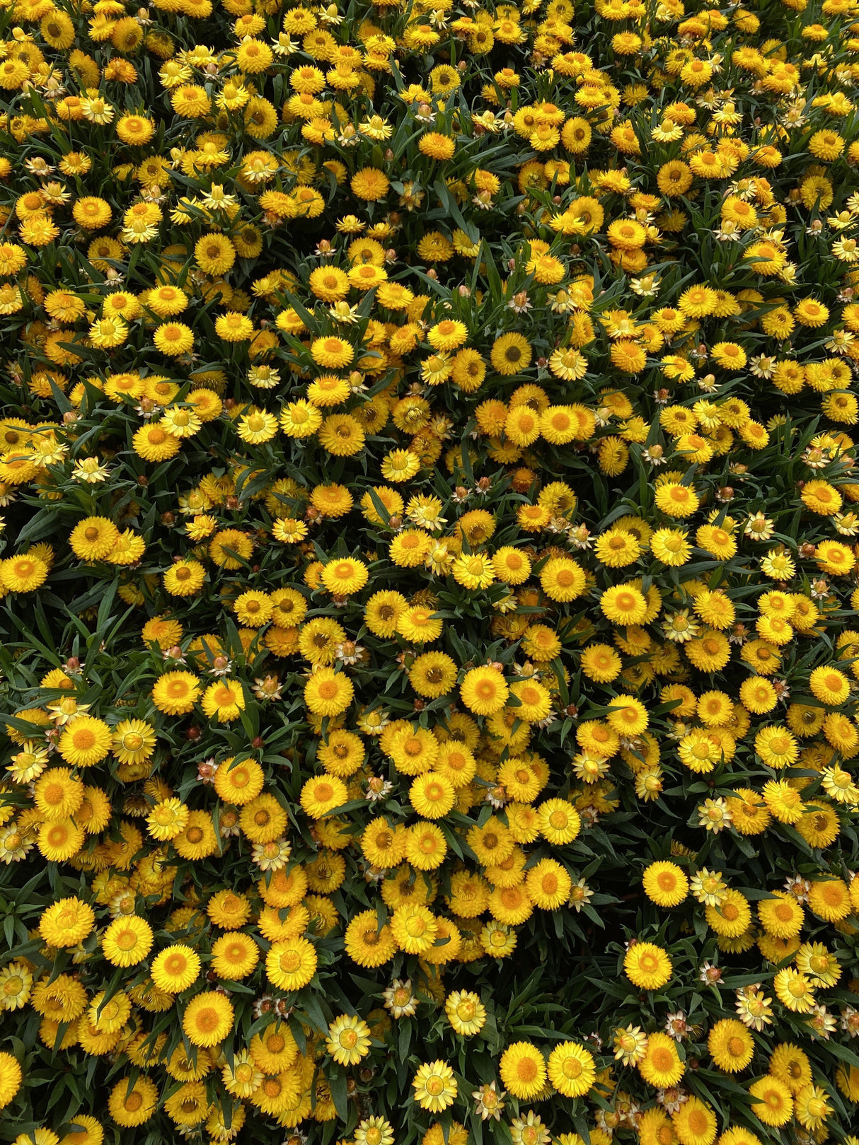 50 YELLOW DOUBLE STRAWFLOWER  Xerochrysum Bracteatum Helichrysum Flower Seeds