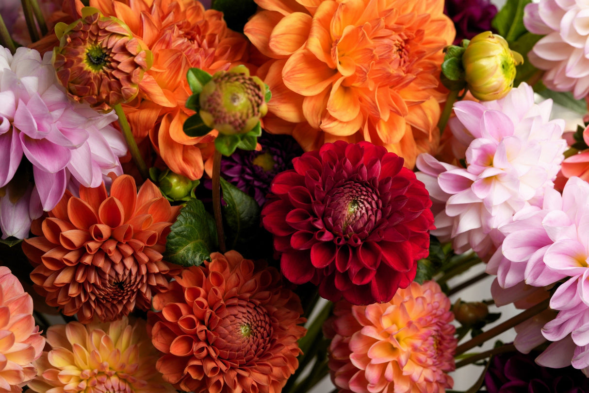50 EARLY BIRD DAHLIA Mixed Colors Flower Seeds