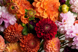 50 EARLY BIRD DAHLIA Mixed Colors Flower Seeds