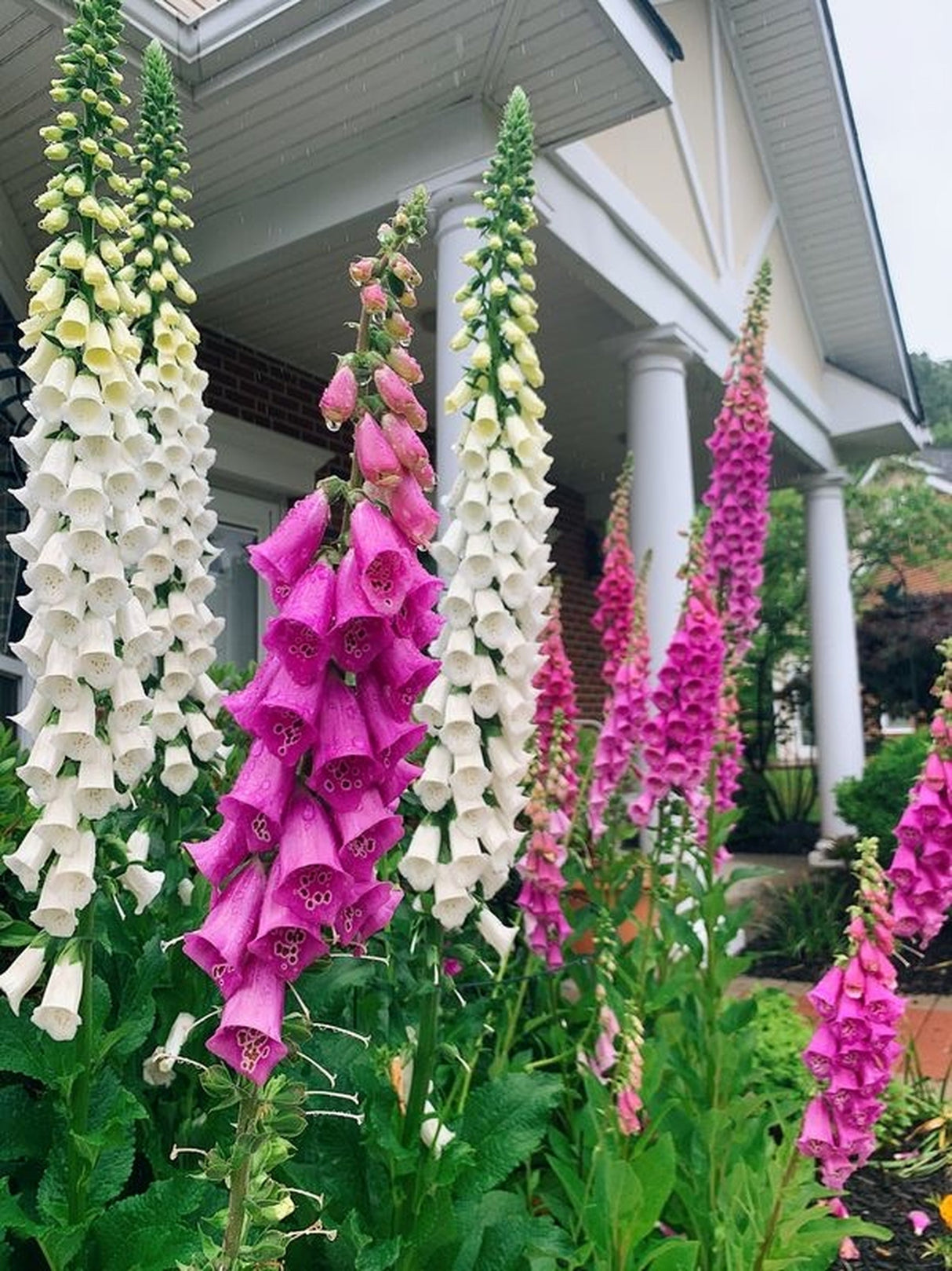 1000 FOXGLOVE EXCELSIOR MIX Digitalis Purpurea Mixed Colors Flower Seeds