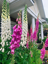 1000 FOXGLOVE EXCELSIOR MIX Digitalis Purpurea Mixed Colors Flower Seeds