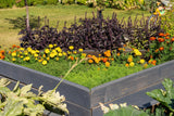 500 DARK OPAL BASIL (Purple Ruffles) Ocimum Basilicum Herb Flower Seeds