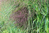 1000 SWITCHGRASS Tall Panic Switch Grass Panicum Virgatum Red Flower Seeds