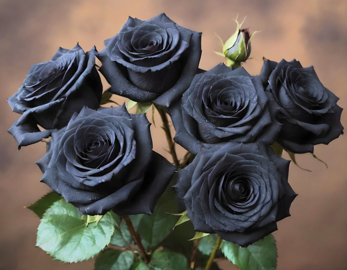 5 BLACK ROSE Rosa Bush Shrub Perennial Flower Seeds