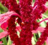 150 AMARANTHUS PYGMY TORCH (Prince of Wales Feather) Amaranthus Hypochondriacus Flower Seeds