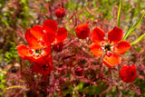 10 CARNIVOROUS SUNDEW PLANT Drosera Flower Seeds