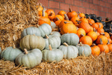 15 JARRAHDALE GREEN PUMPKIN Jarradale Blue Grey Cucurbita Maxima Vegetable Seeds
