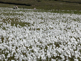 25 TAWNY COTTONGRASS Flower Seeds Eriophorum Virginicum Hare's Tail Cotton Grass Seeds
