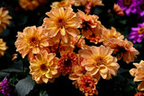20 Dwarf Mixed Colors REDSKIN DAHLIA Variabilis Red Skin Mix Bicolor Flower Seeds