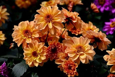20 Dwarf Mixed Colors REDSKIN DAHLIA Variabilis Red Skin Mix Bicolor Flower Seeds