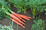 1500 IMPERATOR 58 CARROT Daucus Carota Seeds