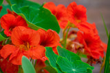 25 Dwarf RED EMPRESS NASTURTIUM Tropaeolum Majus Nanum Hummingbird Flower Seeds