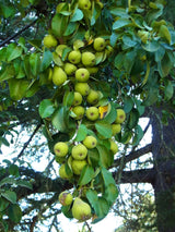 25 EUROPEAN PEAR TREE Pyrus Communis Fruit Seeds - White Flowers / Green Fruit