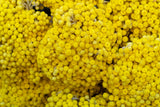50 YELLOW DOUBLE STRAWFLOWER  Xerochrysum Bracteatum Helichrysum Flower Seeds
