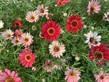 100 Mixed Colors ROBINSONS PAINTED DAISY Chrysanthemum Pink Red Rose & Yellow Pyrethrum Flower Seeds