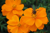 150 ORANGE SULPHUR COSMOS Klondike Sulphureus Seeds