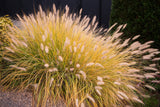 25 Dwarf Purple CHINESE FOUNTAIN GRASS Pennisetum Alopecuroides Hardy Ornamental Seeds