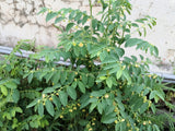 250 TREE TOBACCO Nicotiana Glauca Yellow Trumpet Flower Herb Shrub Seeds