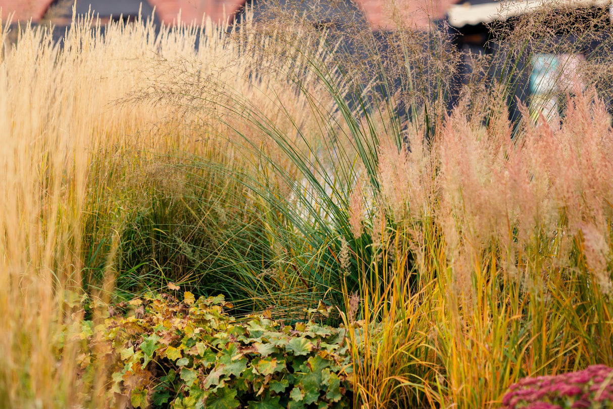 1500 PRAIRIE JUNEGRASS Koeleria Macrantha June Crested Hair Grass Flower Seeds