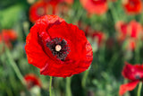 1000 Red AMERICAN LEGION (Corn / Shirley / Flanders) POPPY Papaver Rhoeas Flower Seeds