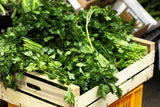 1000 GIANT ITALIAN Flat Leaf PARSLEY Petroselinum Crispum Neapolitanum Herb Vegetable Flower Seeds