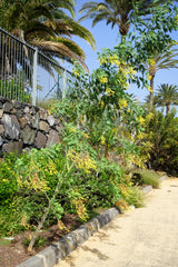 250 TREE TOBACCO Nicotiana Glauca Yellow Trumpet Flower Herb Shrub Seeds