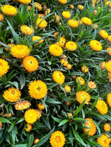 50 YELLOW DOUBLE STRAWFLOWER  Xerochrysum Bracteatum Helichrysum Flower Seeds