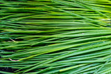 500 CHIVE Allium Schoenoprasum Vegetable Seeds