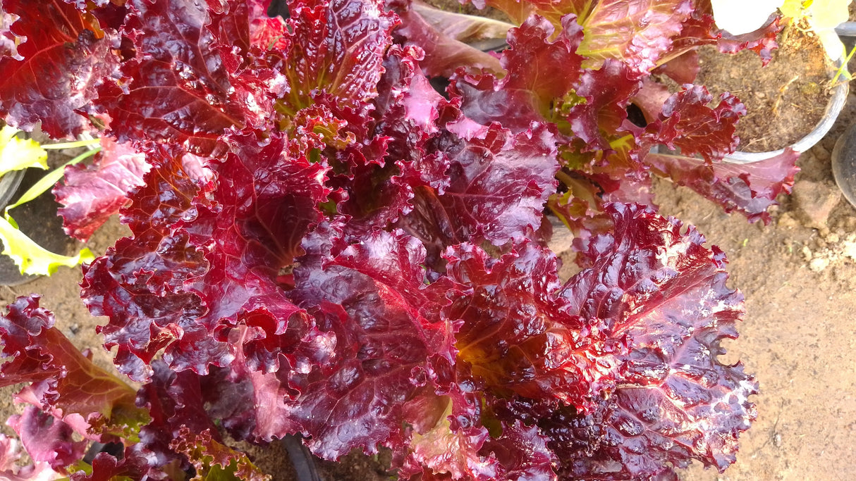 3000 RUBY LEAF LETTUCE Red Loose Leaf Heirloom Lactuca Sativa Vegetable Seeds