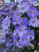 100 HEART LEAVED ASTER Cordifolius Symphyotrichum Blue Wood Aster Flower Seeds