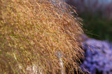 1000 SWITCHGRASS Tall Panic Switch Grass Panicum Virgatum Red Flower Seeds